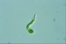 Euglena mutabilis