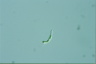 Euglena mutabilis