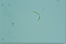 Euglena mutabilis