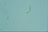 Euglena mutabilis