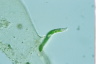 Euglena mutabilis