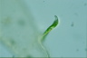 Euglena mutabilis