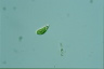 Euglena pisciformis