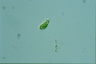 Euglena agilis