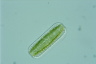 Surirella