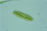 Surirella