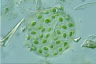 Gloeocystis