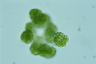 Botryococcus