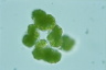 Botryococcus