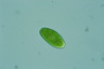 Oocystis