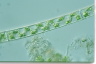 Spirogyra