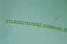 Spirogyra