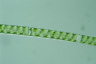 Spirogyra