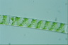 Spirogyra