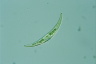 Closterium dianae