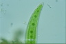 Closterium moniliferum