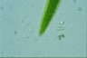 Closterium acerosum