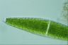 Closterium lunula