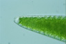 Closterium lunula