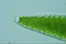 Closterium lunula