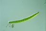 Closterium baillyanum