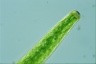 Closterium baillyanum