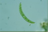 Closterium cynthia