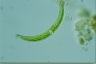 Closterium cynthia