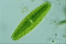 Netrium digitus