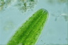 Netrium digitus