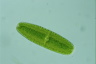 Netrium digitus