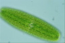 Netrium digitus