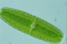 Netrium digitus