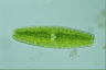 Netrium digitus