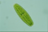 Netrium digitus