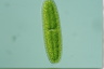 Netrium digitus