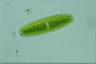 Netrium digitus