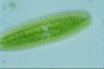 Netrium digitus