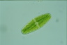 Netrium digitus