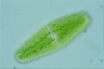 Netrium digitus