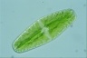 Netrium digitus