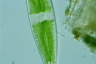 Netrium digitus