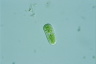 Cylindrocystis