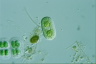 Cylindrocystis brebissonii