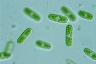 Cylindrocystis brebissonii