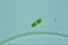 Cylindrocystis brebissonii