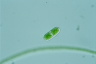 Cylindrocystis brebissonii