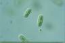 Cylindrocystis brebissonii