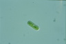 Cylindrocystis brebissonii