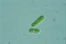 Cylindrocystis brebissonii